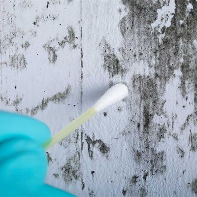 Surface Sampling. A mold inspector collecting a surface swab sample from a wall to identify the specific type and extent of mold growth.