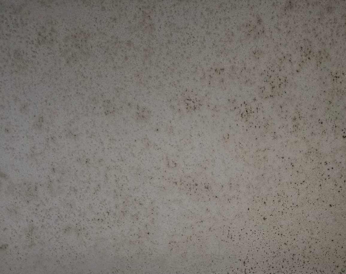 Mold growth inside cabinet